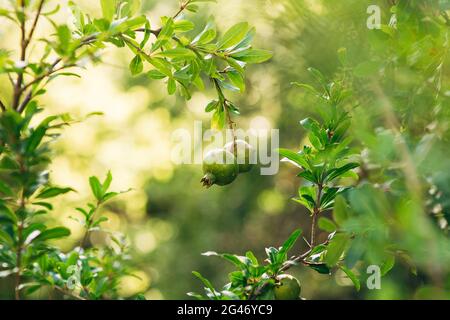 Früchte des Granatapfels auf einem Baum in Montenegro Stockfoto