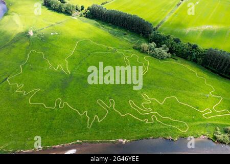 Jedburgh, Großbritannien. Juni 2021. Riesige Schottland Karte Mown in einem Bauernfeld in der Nähe von Jedburgh markiert in einem Bauernfeld in Schottland, Großbritannien. Die Skizze - die zwei Monate dauerte, um sie zu skizzieren - umfasst etwa 1,5 km von einem Feld in der Nähe von Jedburgh entfernt. Es ist die Idee von John Henderson, dem Gründer der Einzelhandelskette Born in Scotland, die ihren Hauptsitz in der Nähe hat. Er sagte, er wolle „etwas Spaß“ schaffen, um Schottlands Teilnahme an der Euro 2020 zu feiern. Die Karte wurde von der Firma Land Maps von Kelso entworfen und benötigt mehrere Stunden Mähen pro Woche. Quelle: Ian Rutherford/Alamy Live News. Kredit: Stockfoto