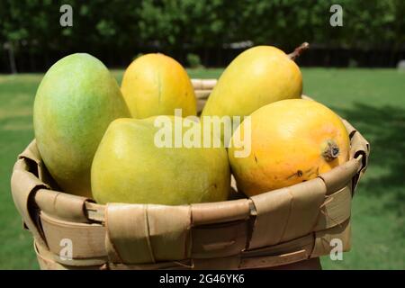 Frische Kesar Mango Sorte aus Indien, gewachsen in Gir Gujarat auch in Maharastra.. Aromatischer Geschmack Bio-Mangos. Sommersaison Special Fruit Mangoe i Stockfoto