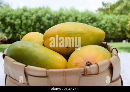 Frische Kesar Mango Sorte aus Indien, gewachsen in Gir Gujarat auch in Maharastra.. Aromatischer Geschmack Bio-Mangos. Sommersaison Special Fruit Mangoe i Stockfoto