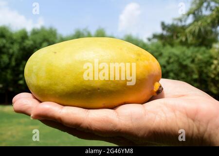 Weibliche Hand hält frische und organische Gir kesar Mango-Sorte. Beliebte Mangos aus gujarat und maharastra in Indien Stockfoto