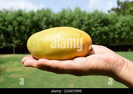 Weibliche Hand hält frische und organische Gir kesar Mango-Sorte. Beliebte Mangos aus gujarat und maharastra in Indien Stockfoto