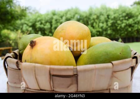 Frische Kesar Mango Sorte aus Indien, gewachsen in Gir Gujarat auch in Maharastra.. Aromatischer Geschmack Bio-Mangos. Sommersaison Special Fruit Mangoe i Stockfoto