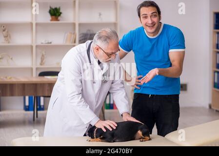 Alter Tierarzt untersucht Hund in der Klinik Stockfoto