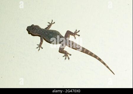 Asian House Gecko, Hemidactylus frenatus, Klungkung, Bali, Indonesien Stockfoto