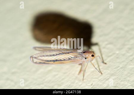 Leafhopper, Familie Cicadelidae, mit Schatten, Klungkung, Bali, Indonesien Stockfoto