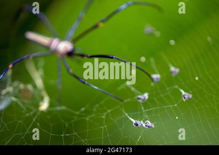 Golden Weaver Spider, Nephila pilipes, on Web with Prey, Klungkung, Bali, Indonesien Stockfoto