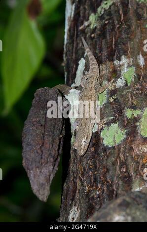 Asian House Gecko, Hemidactylus frenatus, ON von Kakao, Theobroma cacao, Klungkung, Bali, Indonesien Stockfoto