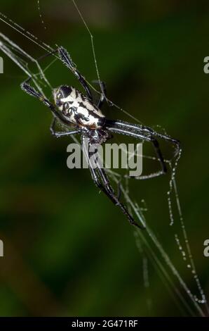 Birnenförmige Leukauge-Spinne, Opadometa fastigata, Klungkung, Bali, Indonesien Stockfoto