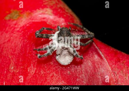 Pilz, Torrubiella sp, auf toter Spinne, Aranaea-Orden, auf Kranichblume, Strelitzia reginae, Klungkung, Bali, Indonesien Stockfoto