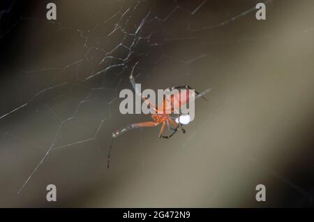 Uloborid Spider, Philoponella raffrayi, auf einem Netz mit in Seide gewickelter Beute, Klungkung, Bali, Indonesien Stockfoto