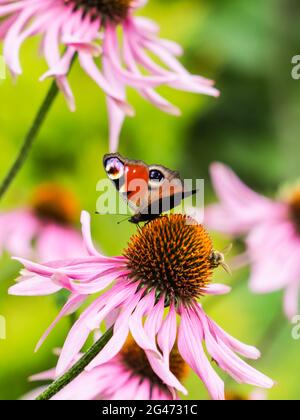 Wunderschön gefärbter europäischer Pfauenschmetterling (Inachis io, Aglais io) und eine Biene auf einer violetten Echinacea-Blüte im sonnigen Garten. Stockfoto