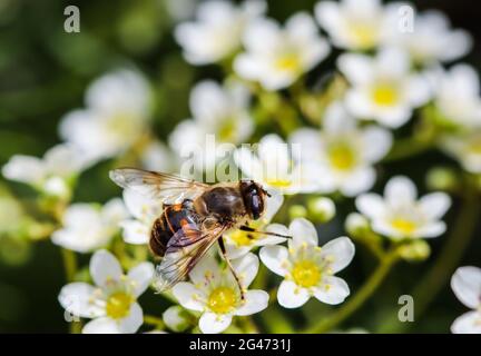 Arbeitsbiene auf kleinen weißen Blumen im Garten Stockfoto