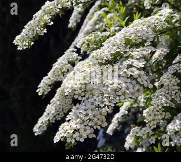 Kleinen weißen Blüten der Thunberg spirea (Fabrikantenvilla thunbergii) Bush in der Blüte Stockfoto