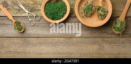 Grüne Sprossen aus Chia, Rucola und Senf in einem Holzlöffel auf einem Hintergrund aus alten grauen Brettern, Draufsicht Stockfoto