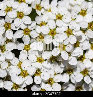 Thunberg Spirea blühender Strauch. Hintergrund von weißen Blumen Stockfoto