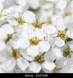 Thunberg Spirea blühender Strauch. Hintergrund von weißen Blumen Stockfoto