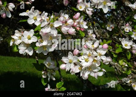 Apfelblüte, Malus domestica Stockfoto