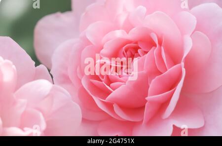 Schöne rosa Rosen Bonica. Perfekt für den Hintergrund von Grußkarten zum Geburtstag, Valentinstag und Muttertag Stockfoto