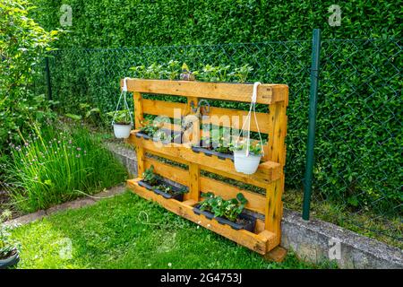 Gartenbau Erdbeeren Pflanzen auf einer Pallette in Niederbayern Stockfoto