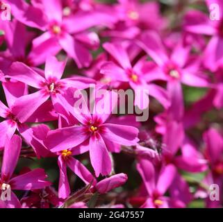 Rosa Blüten von schleichenden Phlox im Frühling. Floraler Hintergrund Stockfoto