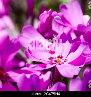 Rosa Blüten von schleichenden Phlox im Frühling. Floraler Hintergrund Stockfoto