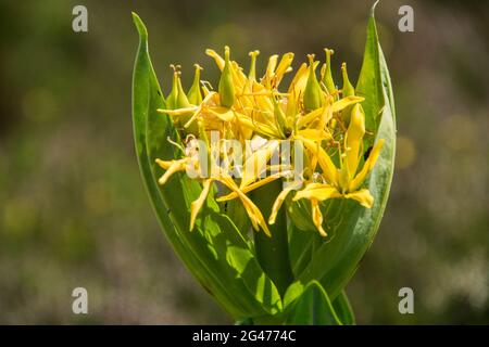 Gentiana lutea, Brasserie des Kollegs, loire, frankreich Stockfoto