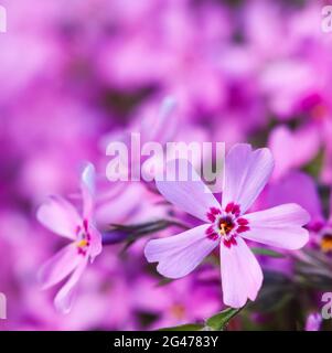 Rosa Blüten von schleichenden Phlox im Frühling. Floraler Hintergrund Stockfoto