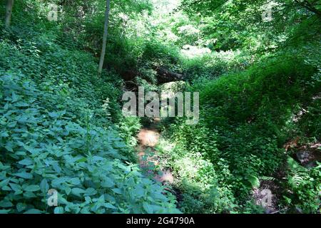 Wolfsschlucht in der Eifel Stockfoto