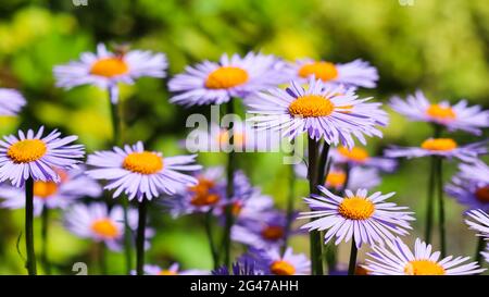 Alpine Aster (Aster alpinus). Schöne lila Blüten mit einem orangen Zentrum im Garten Stockfoto