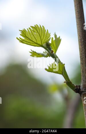 Ein einziger frischer Trieb mit kleinen Blättern auf einer Weinrebe, die an einem bewölkten Himmel liegt Stockfoto
