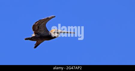 Brauner Pelikan mit Flügeln, die gegen einen klaren blauen Himmel fliegen Stockfoto