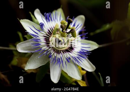 Offene Blüte einer Passionsfrucht-Pflanze (Passiflora edulis) in Nahaufnahme vor dunklem Hintergrund Stockfoto