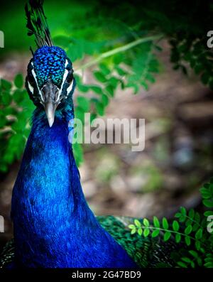 Blaues Pfauen Calgary Zoo Alberta Stockfoto