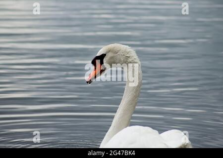 Kopf und Hals eines weißen Schwans oder stummen Schwans (cygnus olor) im Profil gesehen schwimmen auf ruhigen dunklen Wasser, das den Hintergrund füllt Stockfoto