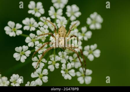 wolfsspinne in einer Makroaufnahme, die auf den weißen Blüten einer wilden, umbelliferen Pflanze vor einem grünen Hintergrund sitzt Stockfoto