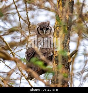 Die Adlereule von Verreaux, Bubo lacteus, auch bekannt als die Milchadlereule oder Riesenadlereule, ist die größte Eule in Afrika. Dieser Erwachsene sitzt in einem fev Stockfoto