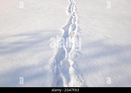 Fußabdrücke im Schnee. Teuer durch ein Winterfeld Stockfoto