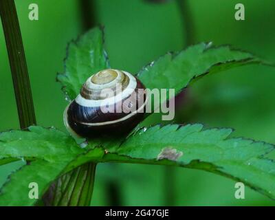 Weiße Lippschnecke (cepaea hortensis) auf Astrantia-Blatt Stockfoto