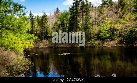 Charlies See in der Wildnis sind von blauen Berg Birken Bucht Seen Stockfoto