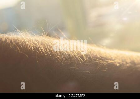 Erhöhte Haare auf dem Arm als Zeichen von Emotionen Gefühle, aufgeregt und nervös Stockfoto