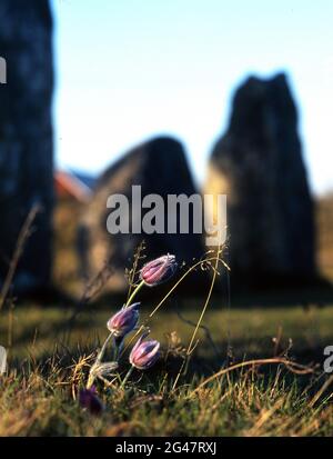 ' Pasque Blume, Backsippa, (Pulsatilla vulgaris) auf dem alten Grabfeld, Åsa, selaön. stallarholmen, Södermanland schweden Stockfoto