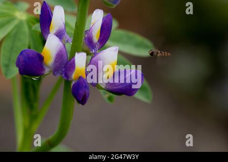 Schwebfliege nähert sich einer Lupine Stockfoto