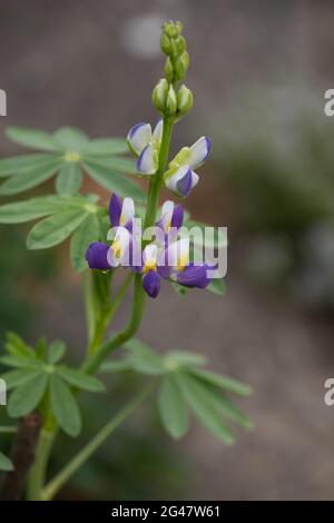 Lupinenaufgang Stockfoto