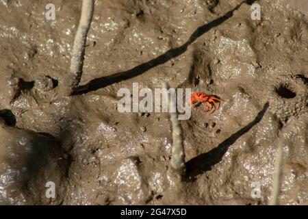 Nahaufnahme von Orange Fiddler Krabben oder Geisterkrabben, die bei Ebbe auf Watts im Mangrovenwald spazieren, Tanjung Piai National Park, Malaysia Stockfoto