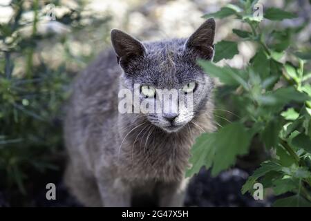 Detail einer verlassenen Katze auf der Straße, Einsamkeit und Traurigkeit Stockfoto