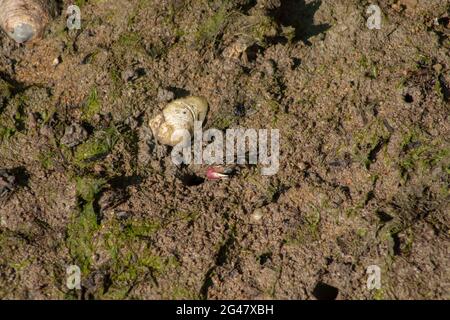 Nahaufnahme von Fiddler-Krabben oder Geisterkrabben, die bei Ebbe im Mangrovenwald auf Wattflächen wandern, Tanjung Piai National Park, Malaysia Stockfoto