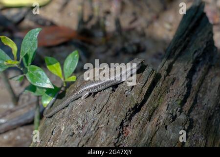 Nahaufnahme der Common Sun Skink (Eutropis multifasciata) sonnte sich auf dem Wald im schlammig-flachen Mangrovenwald im Tanjung Piai National Park, Malaysia Stockfoto