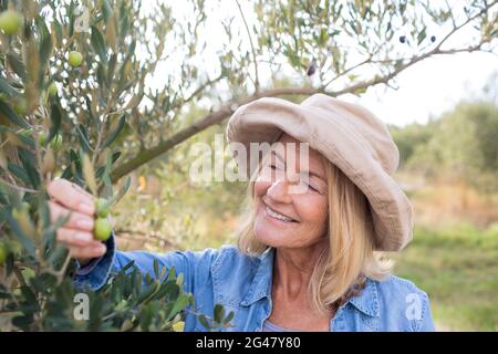 Frau, die Oliven vom Baum erntet Stockfoto