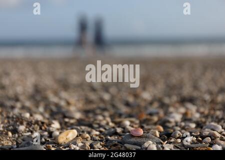 Eine kleine rosa Muschel mit einer unfokussierten Hintergrundansicht von zwei Personen, die am Strand, Roseland Peninsula, Cornwall, England, spazieren gehen Stockfoto